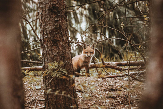 L’appel de la nature