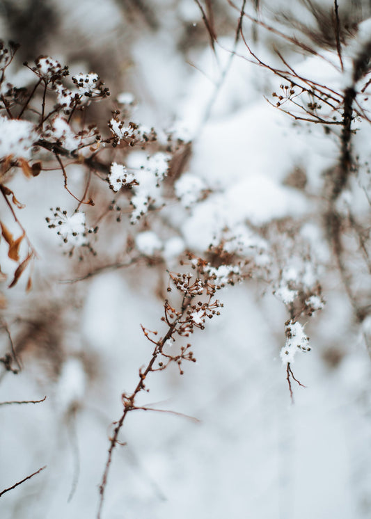 L’hiver comme identité