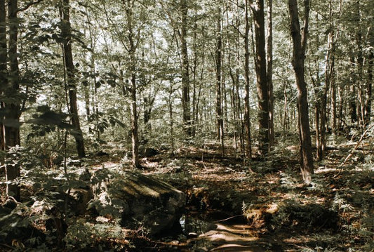 Profiter de la nature sans laisser de trace | l’éthique du plein air