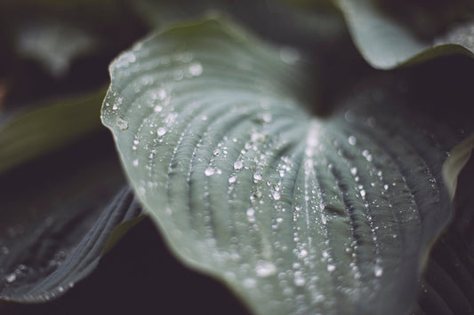 Le pouvoir désaltérant des plantes