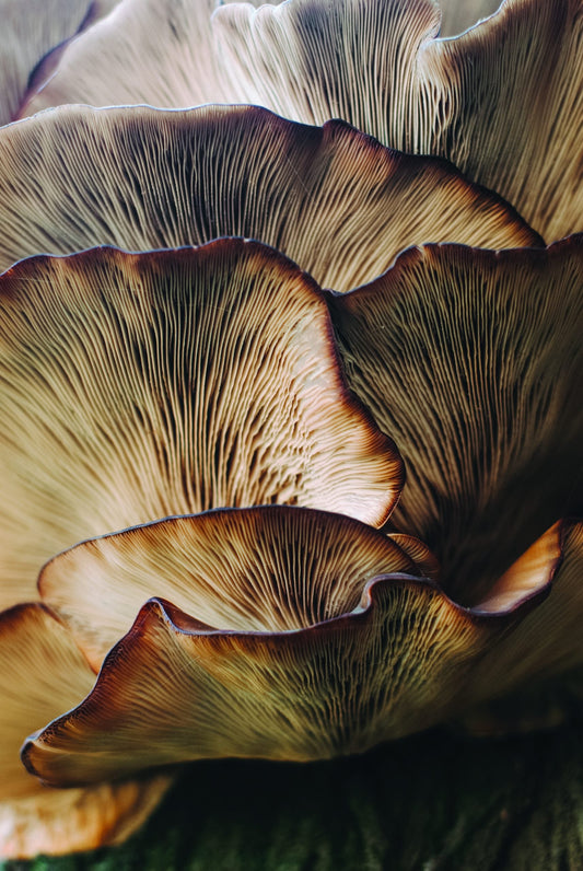 Le champignon hallucinogène : Aux fondements de l’humanité