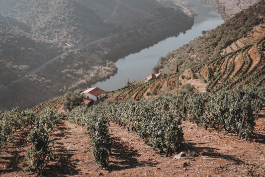 La saison des vendanges