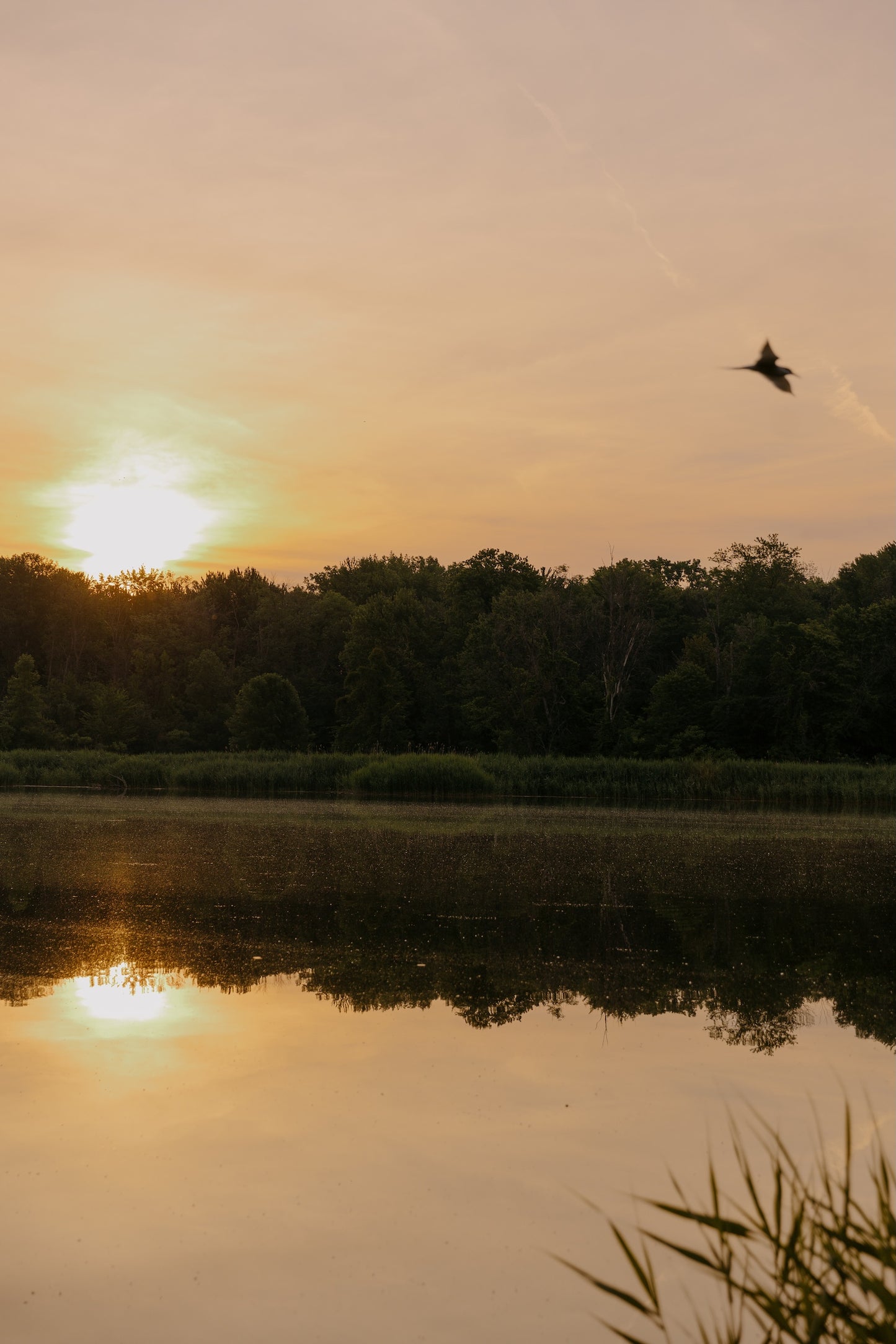 Abonnement - Soirées et semaine - ( Île-des-Sœurs )
